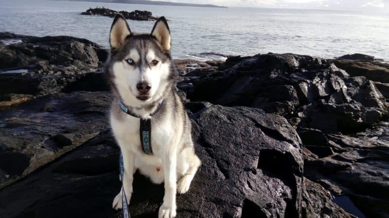 Balto the husky becomes Carnilove’s first dog ambassador!