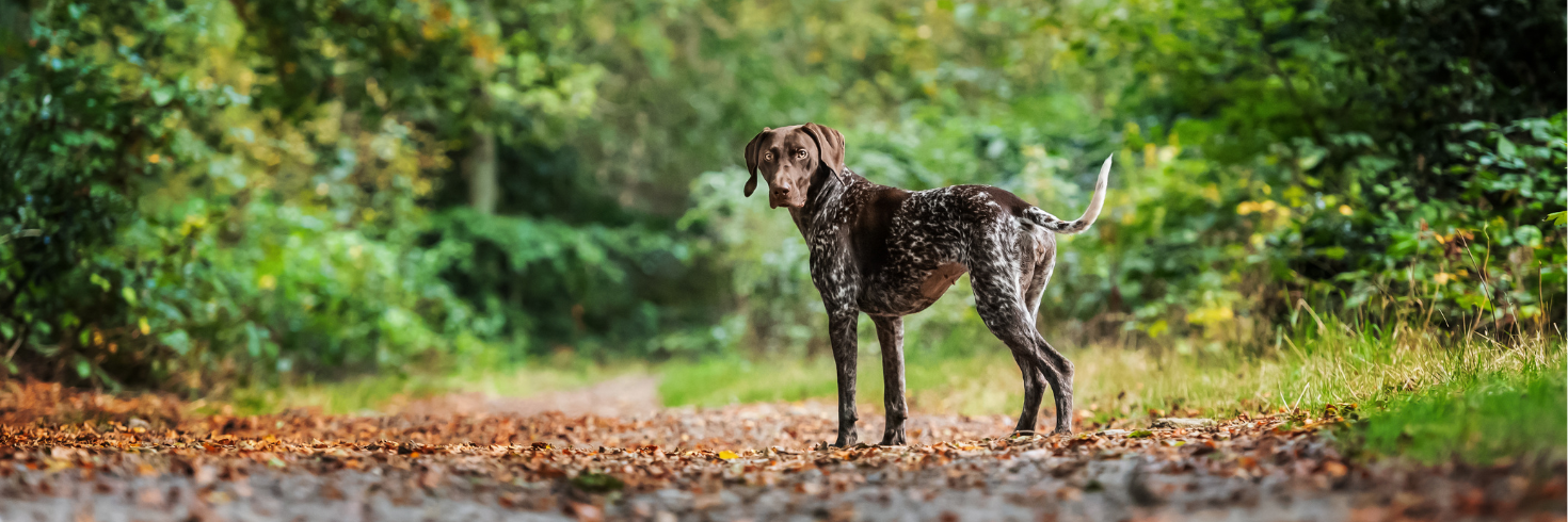 Lamb & Wild Boar Dog Food