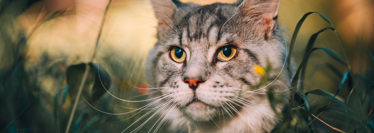 Duck & Pheasant Cat Food