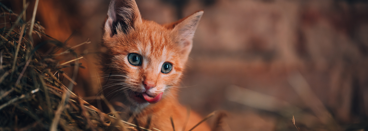 Turkey & Salmon Wet Food for Kittens