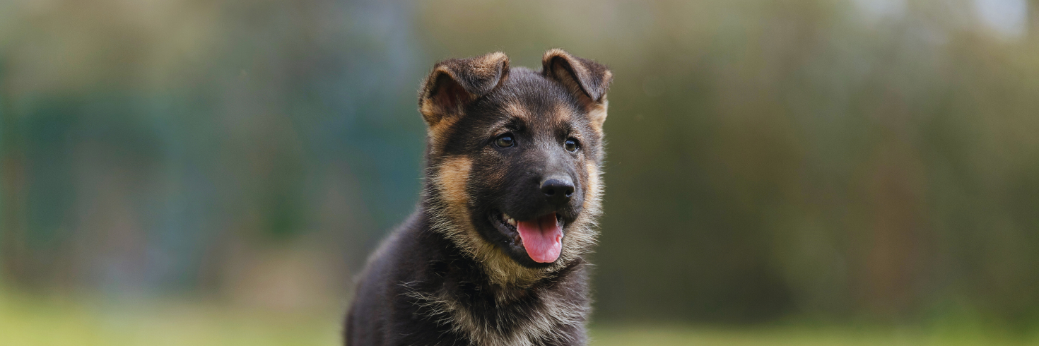 Salmon & Turkey Puppy Food for Large Breeds