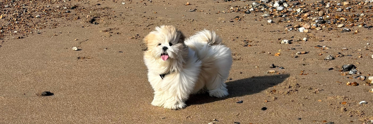 Fresh Ostrich & Lamb Dog Food for Small Breeds