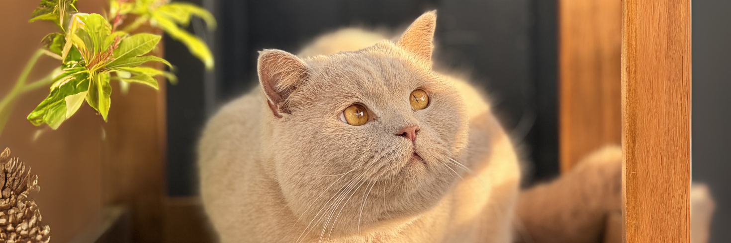 Turkey & Reindeer Wet Cat Food