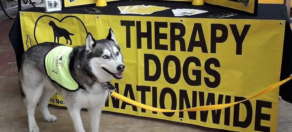 Balto in the Spotlight