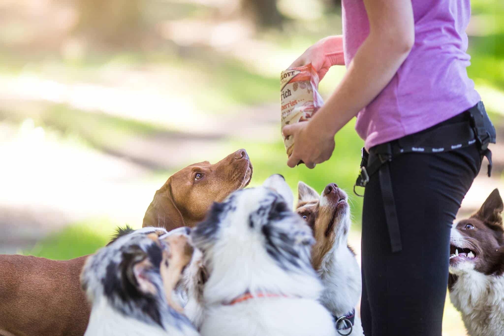 Back to Basics: Dog Training Techniques and Commands