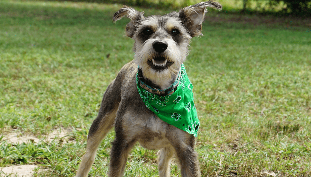 Top Dog Games to Play with Your Dog at Home