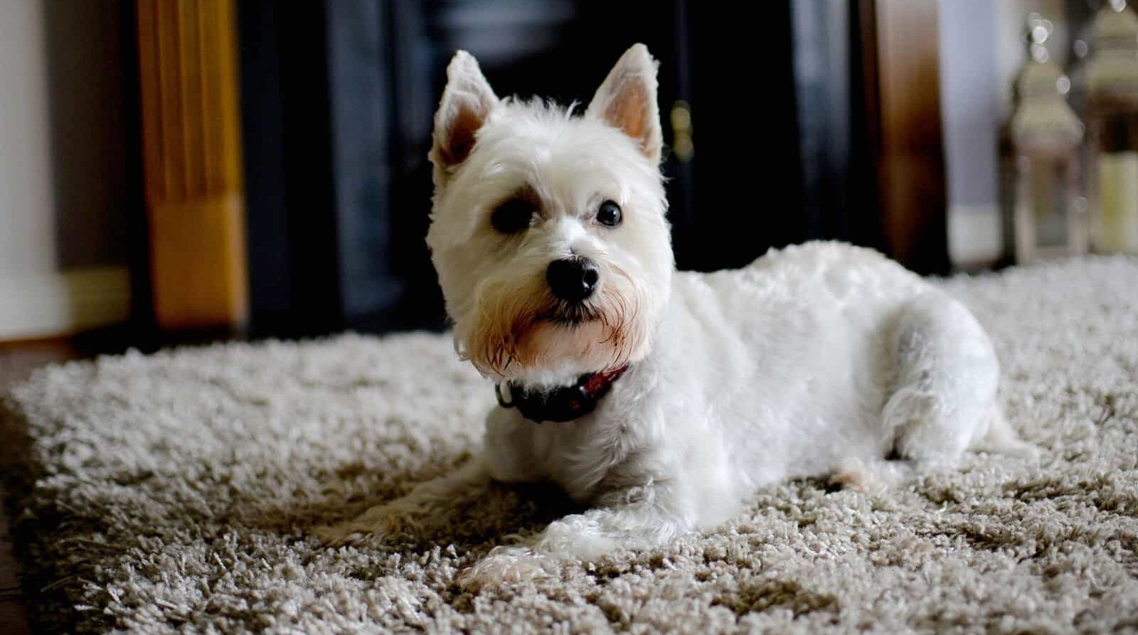 Dog Grooming Tips You Can Do at Home