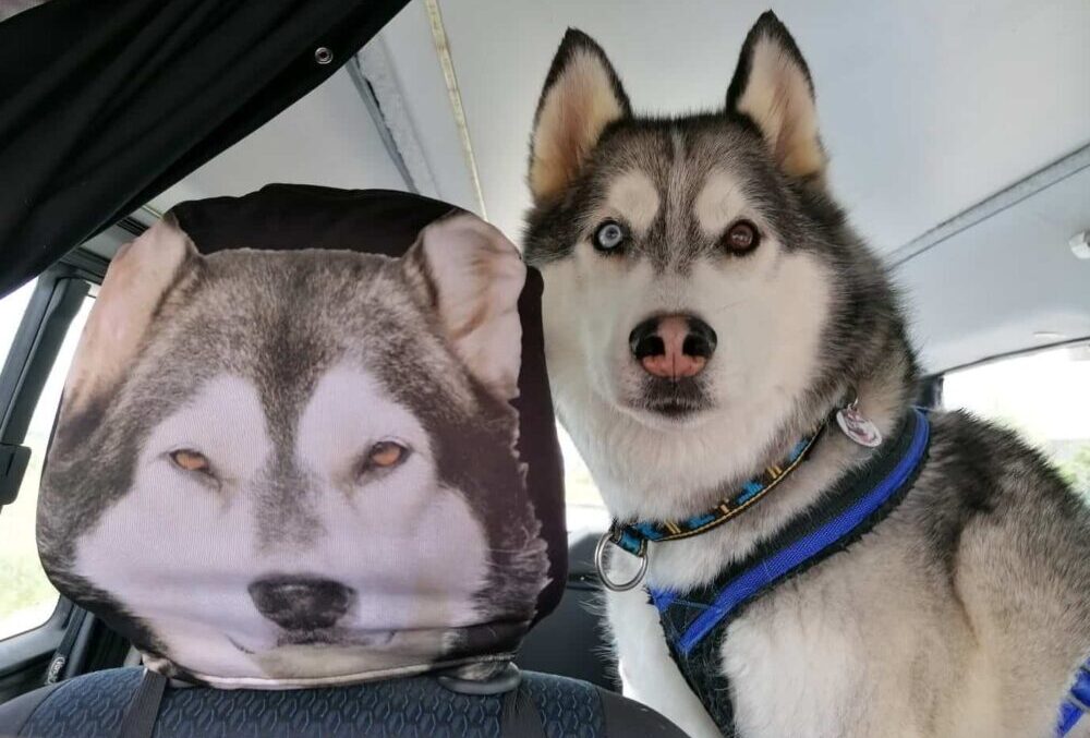 TOP TIPS FOR TRAVELLING WITH YOUR DOG