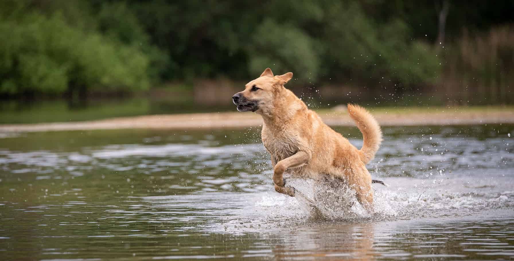 Top 10 Tips for Swimming Safely with Your Dog