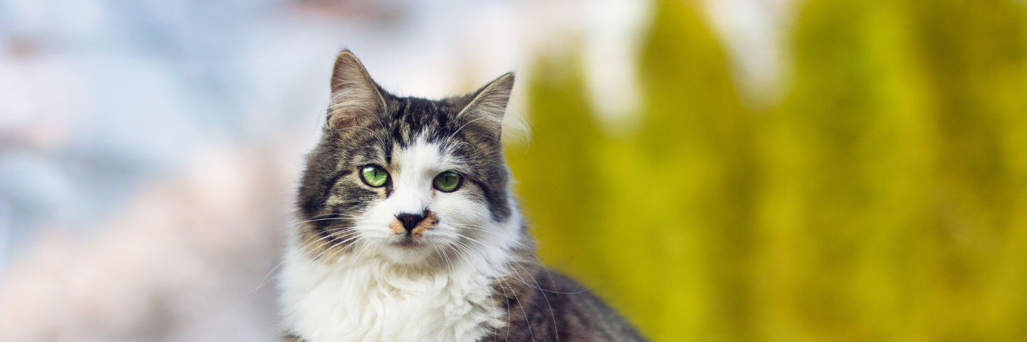 True Fresh Turkey Cat Food