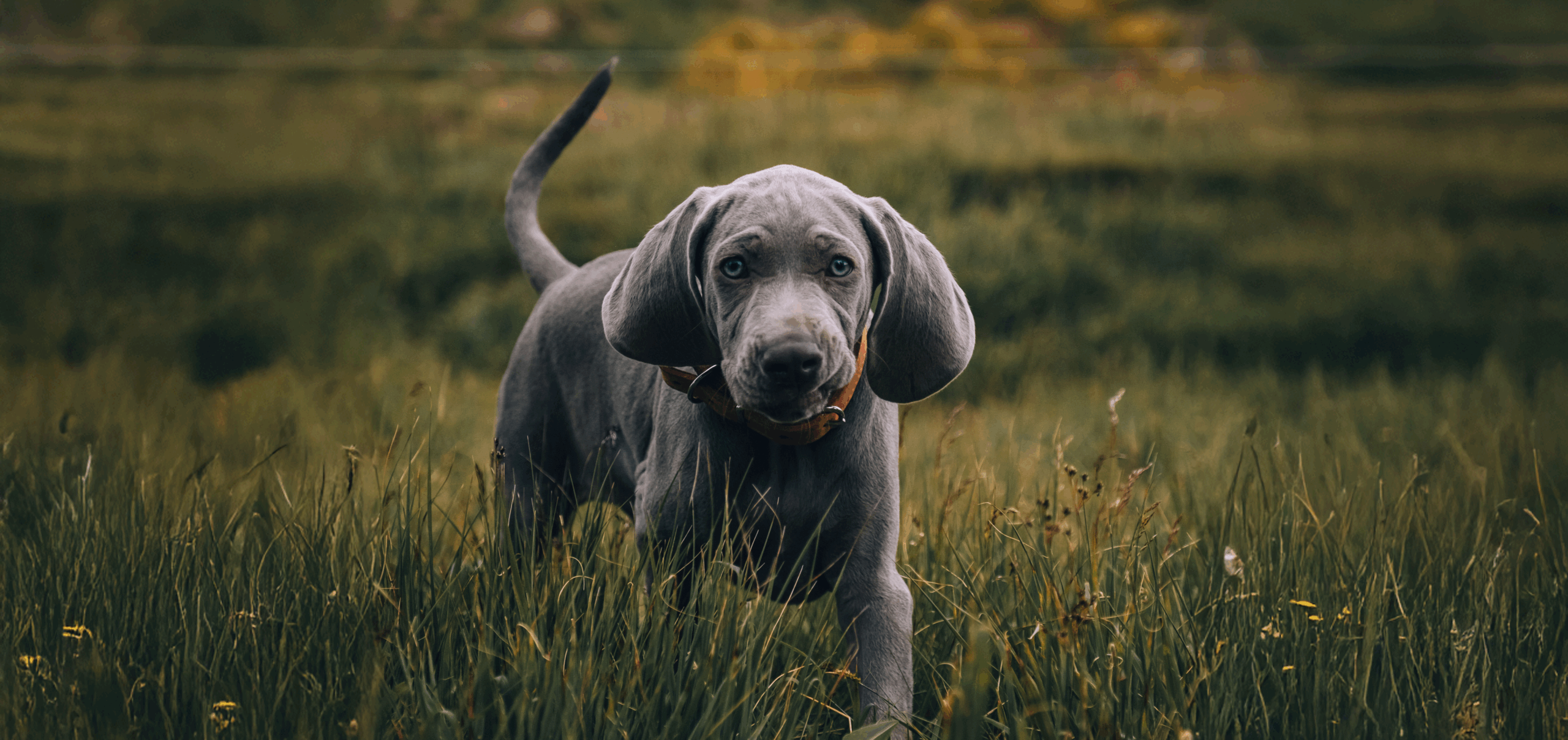 True Fresh Chicken Dog Food for Junior Large Breeds