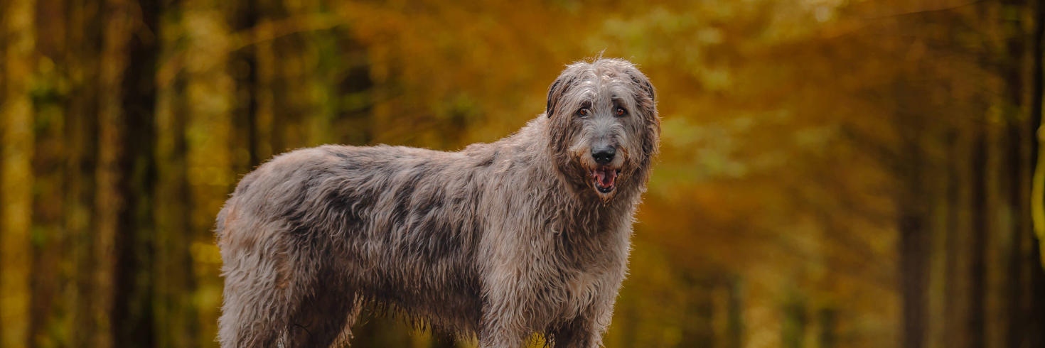 True Fresh Duck Dog Food for Large Breeds