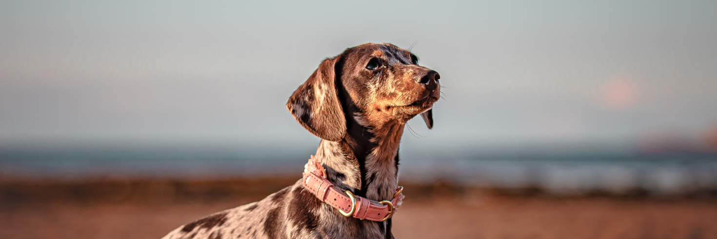 Beef & Beef Muscle Fillet Meat Jerky Dog Treats