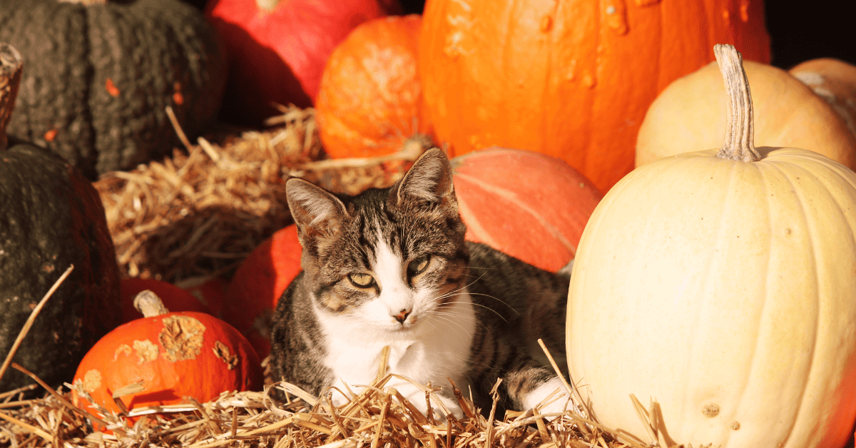 SCARY CAT OR SCAREDY CAT? THINK OF YOUR CAT THIS HALLOWEEN