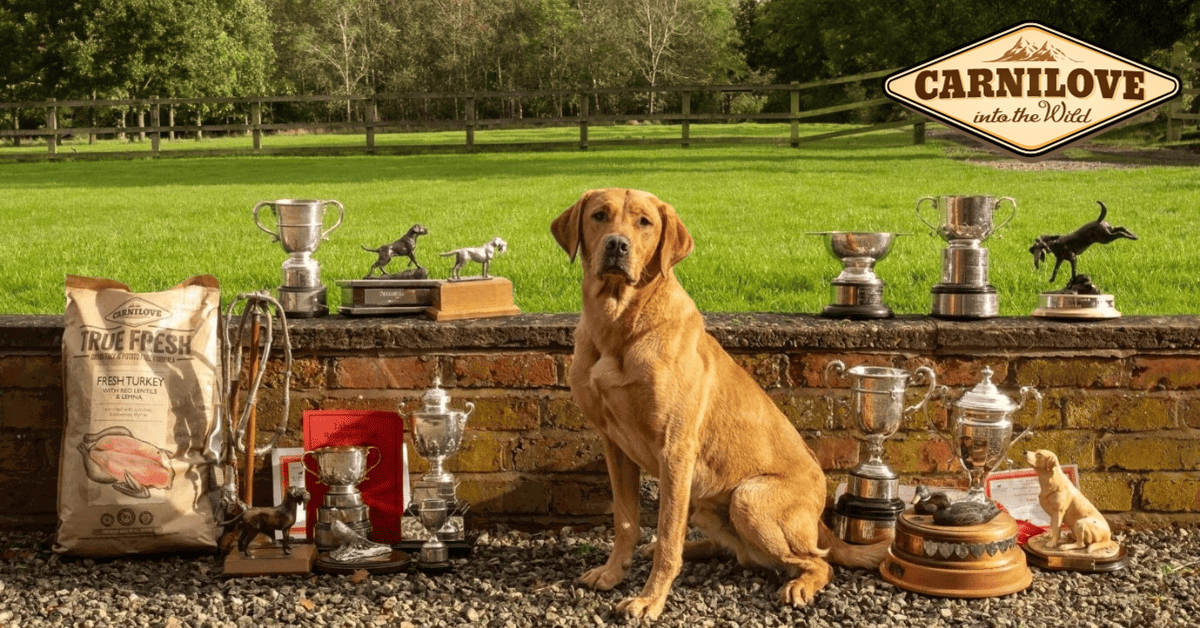 FIELD TRIAL CHAMPION BRAE SCORES THE DOUBLE