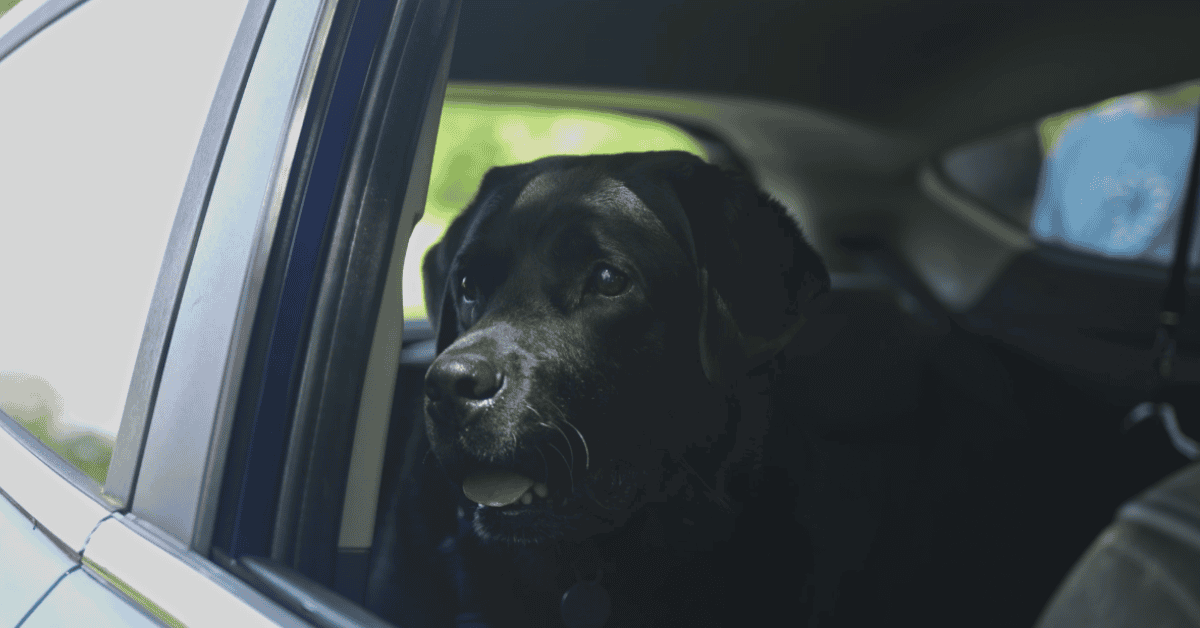 Do Rescue Dogs Adapt to New Owners? Tips for a Smooth Transition