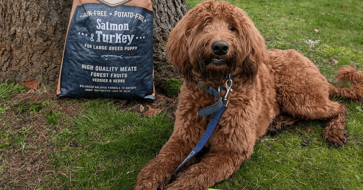A fluffy brown dog lies on grass near tree and Carnilove Salmon & Turkey food bag for large breed puppies.