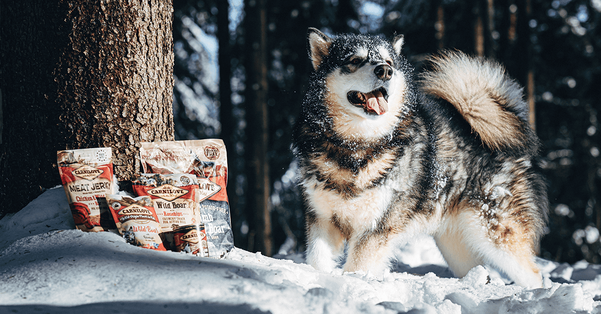 Carnilove Dog Gifts and Training