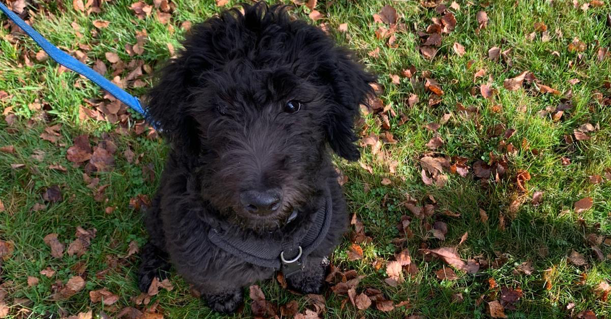 Introducing Diesel, the newest BRAVEHOUND Assistance Dog