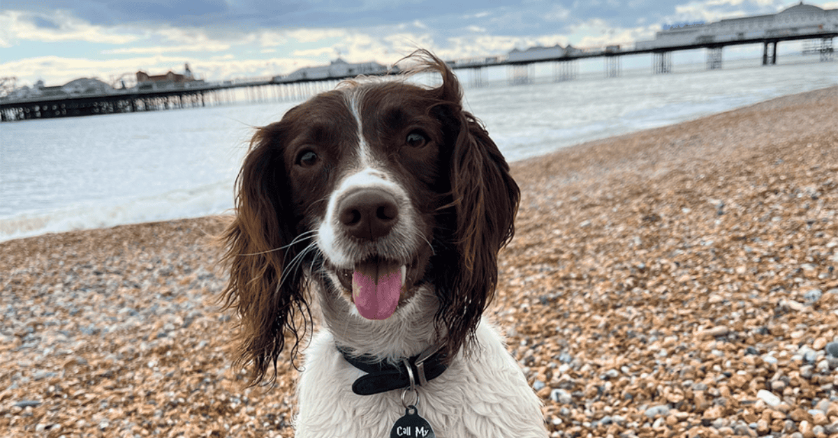 Meet the Ambassador: Mia the Springer Spaniel