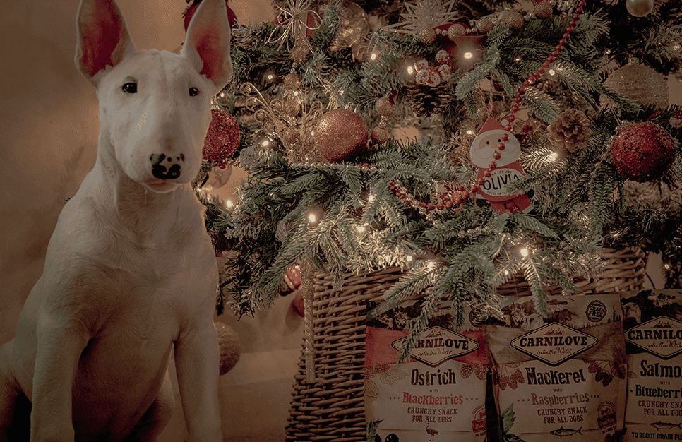 Gift Wrapping Carnilove Treats with Jane Means