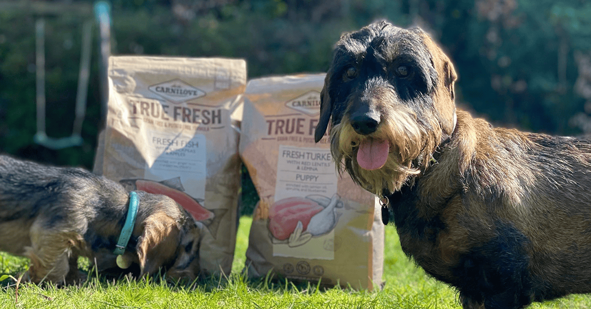 dog food for fussy eaters