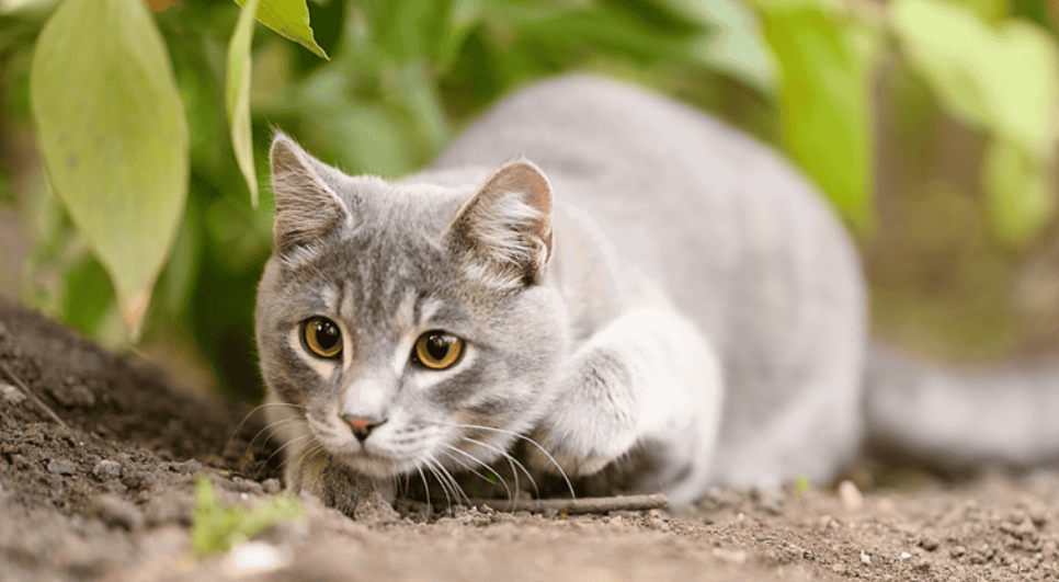 toxic food to cats