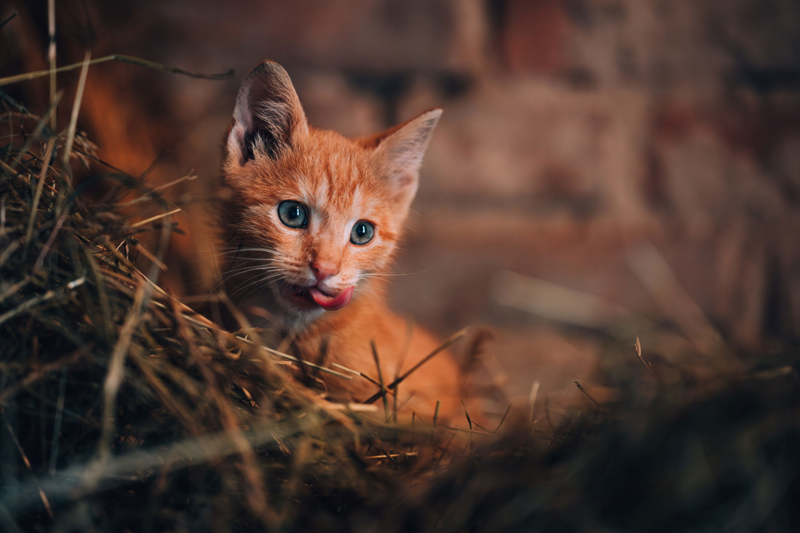 Rich in Rabbit Enriched with Marigold Wet Cat Food for Kittens
