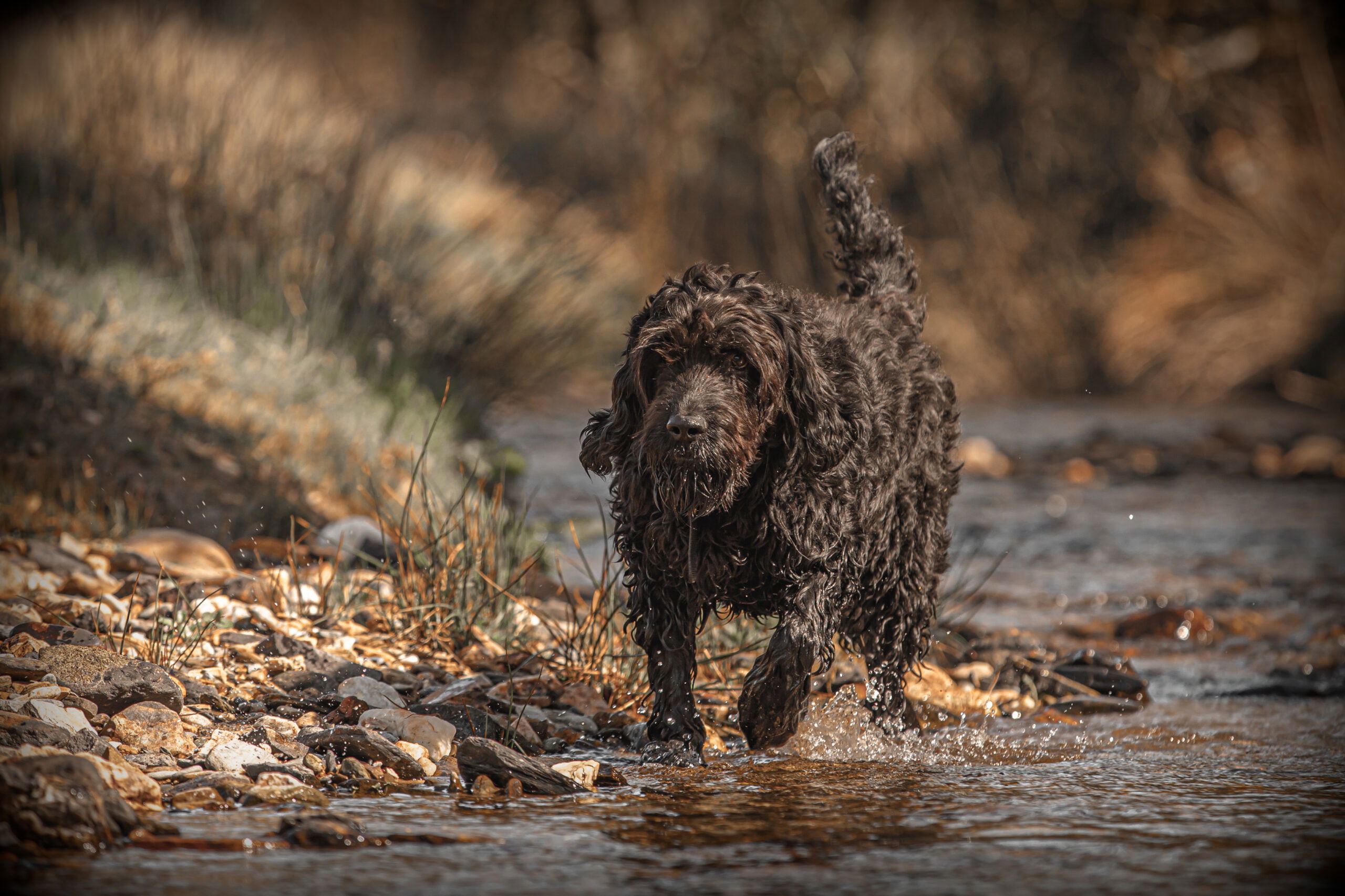 Duck enriched with Rosemary Soft Dog Treats