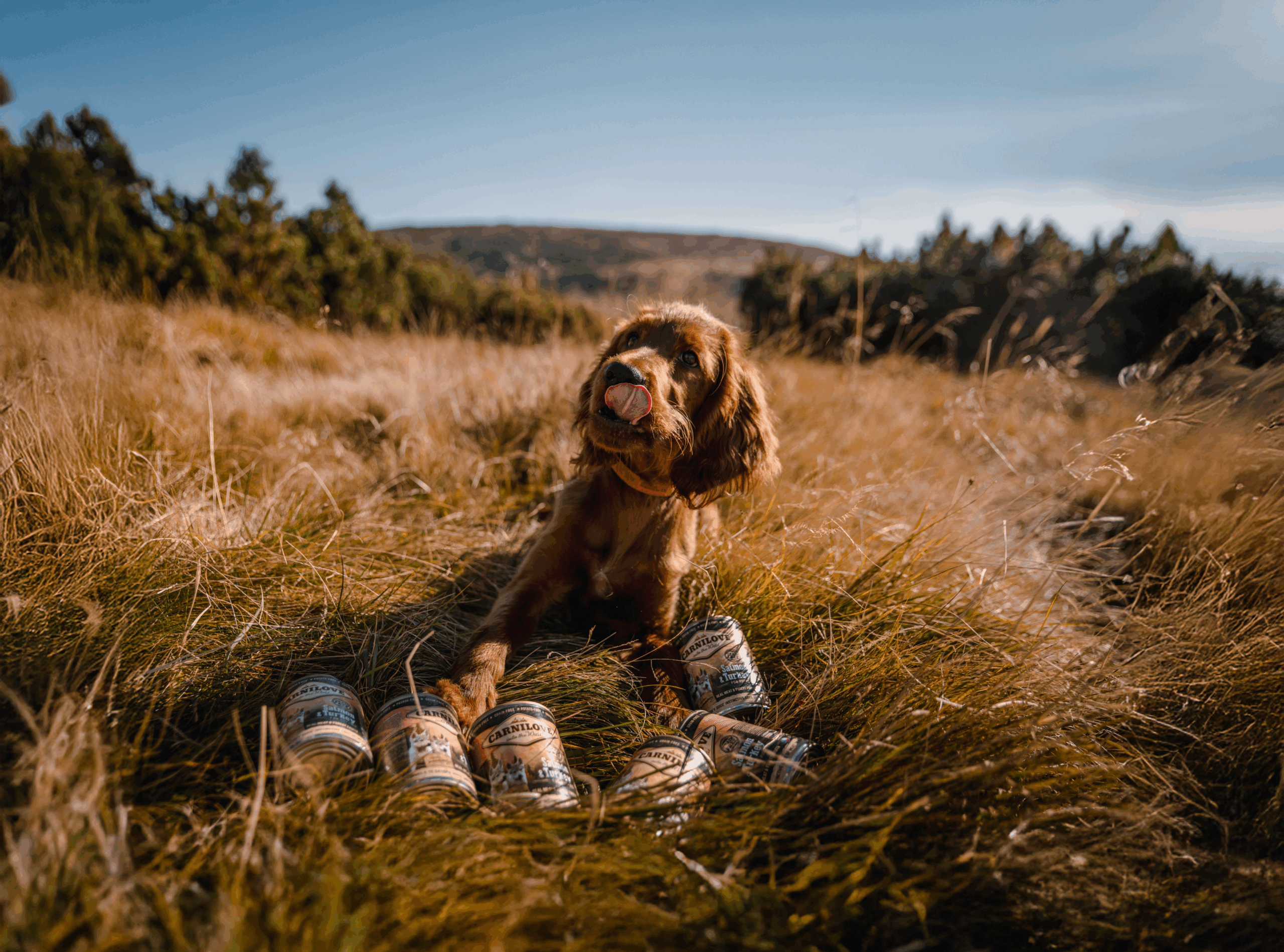 Venison & Reindeer Wet Dog Food