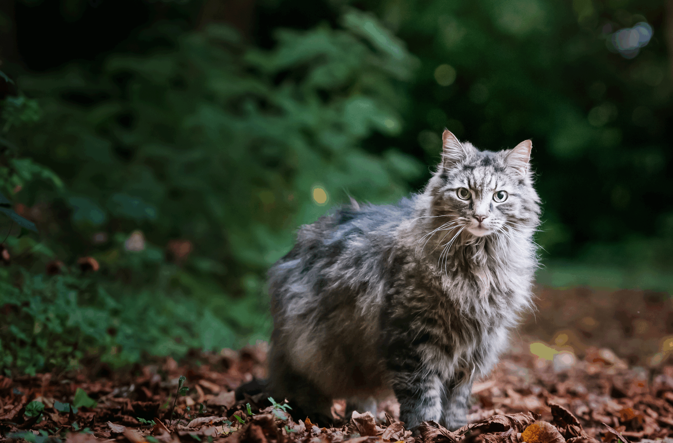 Switching to Carnilove