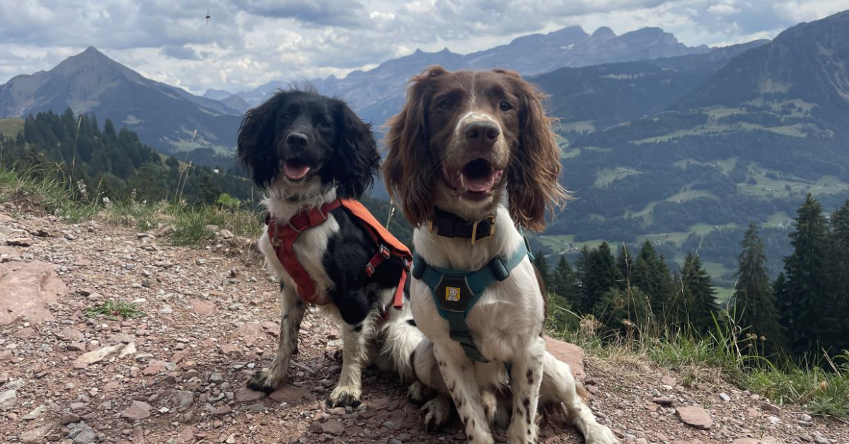 Meet the Ambassador: Loki & Rocket the Springer Spaniels