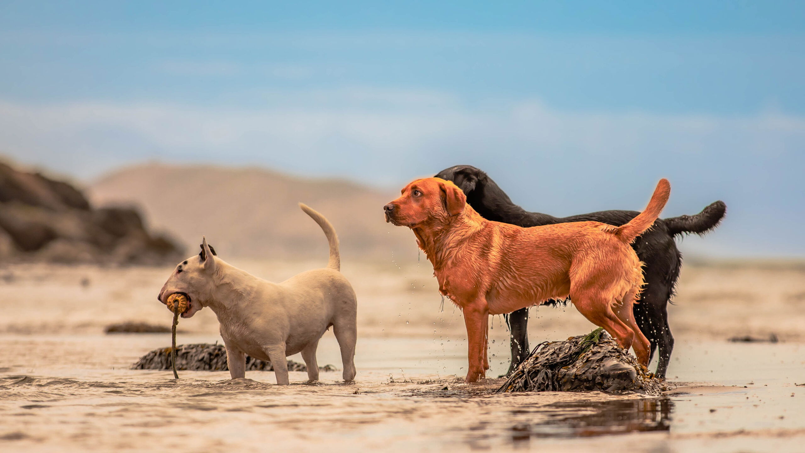 Take your dog to the beach with Carnilove!