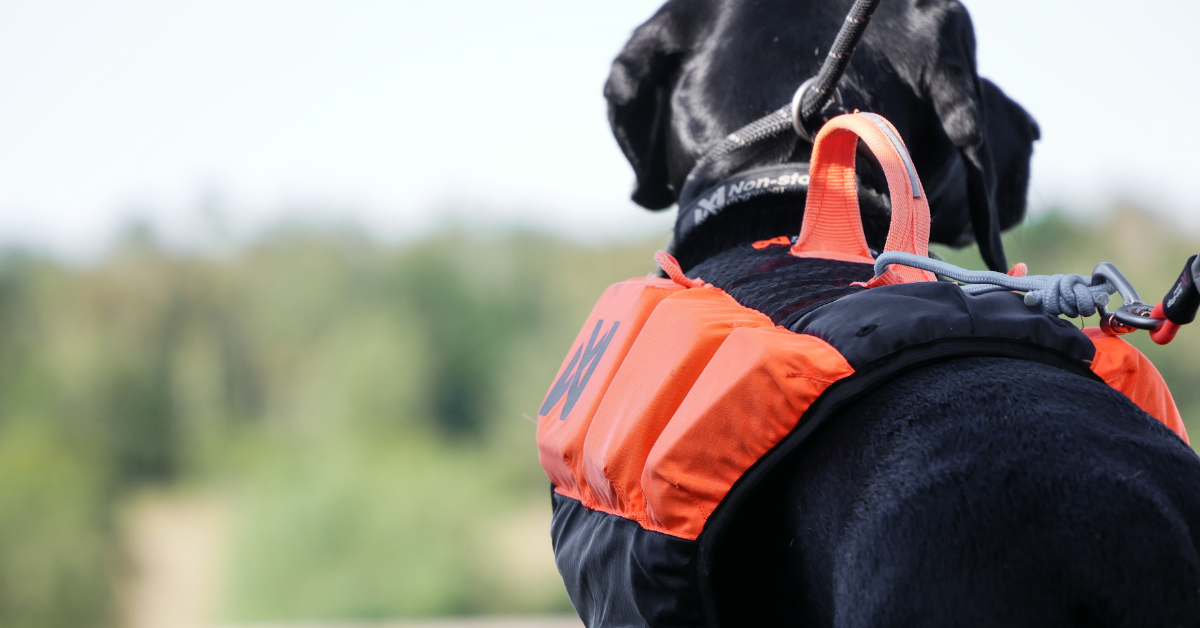 Top Tips for Paddleboarding With Dogs This Summer