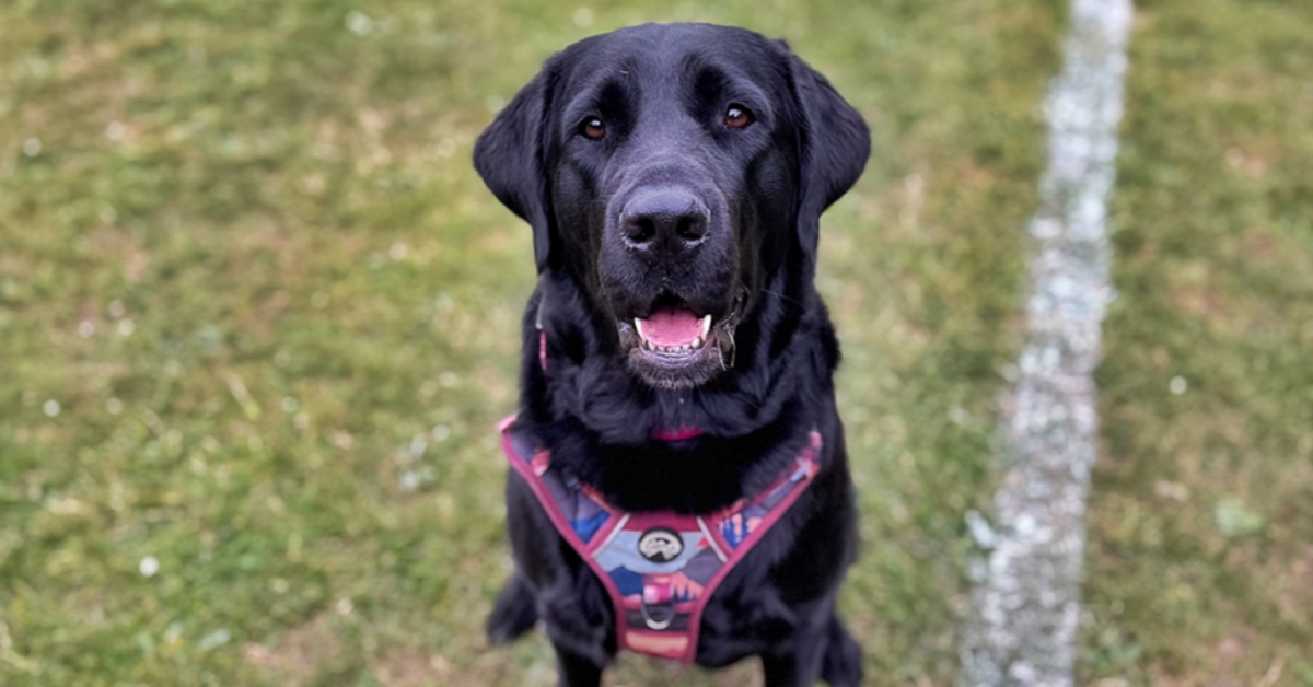 Meet the Ambassador: Indigo